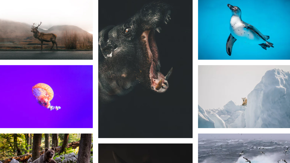 The Best Free Stock Photo Sites